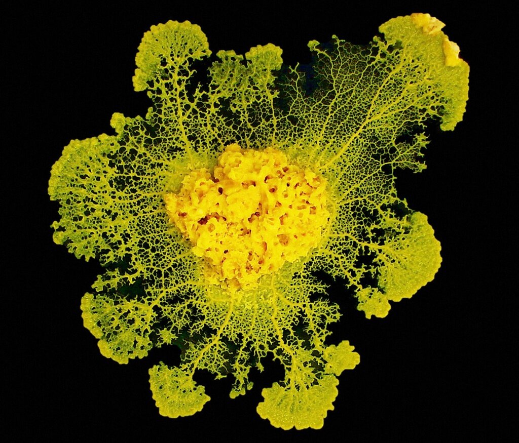 Физарум многоголовый Physarum polycephalum 