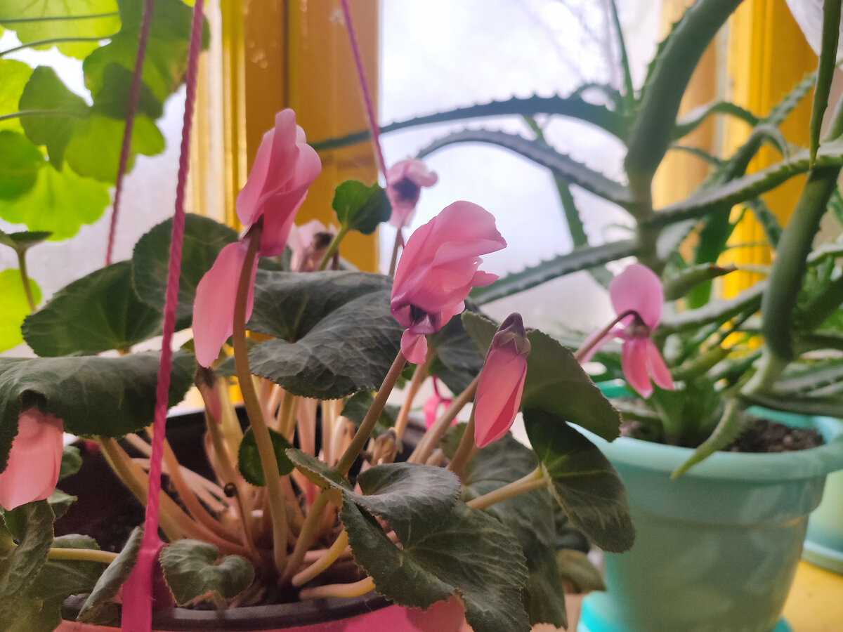 Цветет у меня круглый год:)