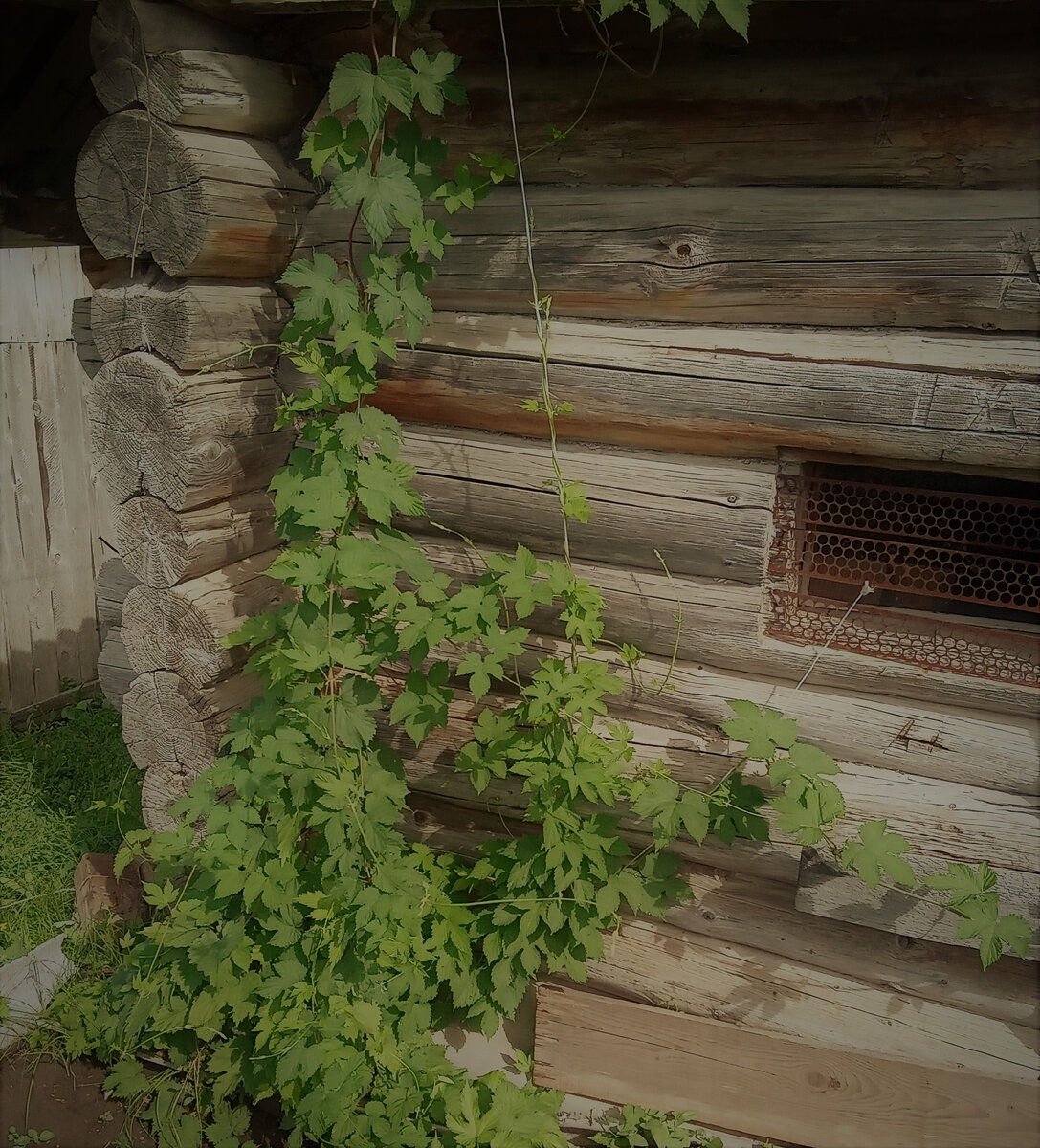 Дикий виноград. Фото автора канала.