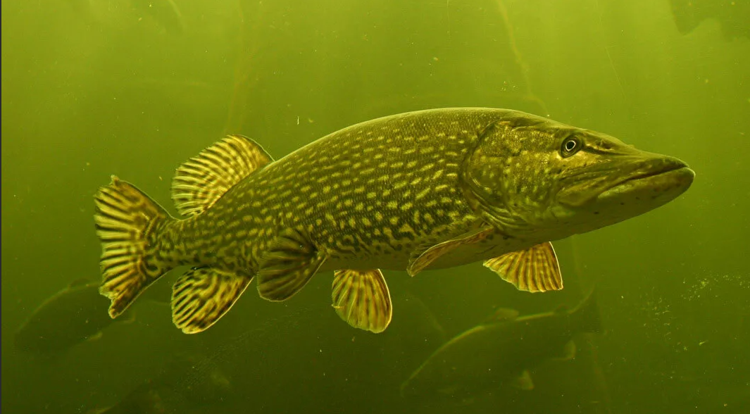 Щука в воде. Источник фото placepic.ru