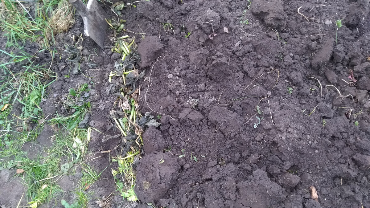 К следующей весне эти зеленые остатки будут разлагаться и питать почву полезными веществами.