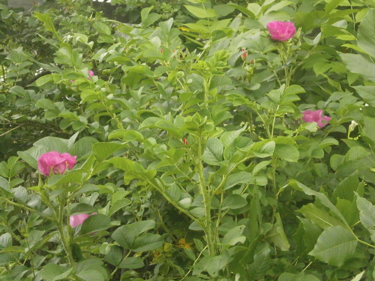 Мой шиповник