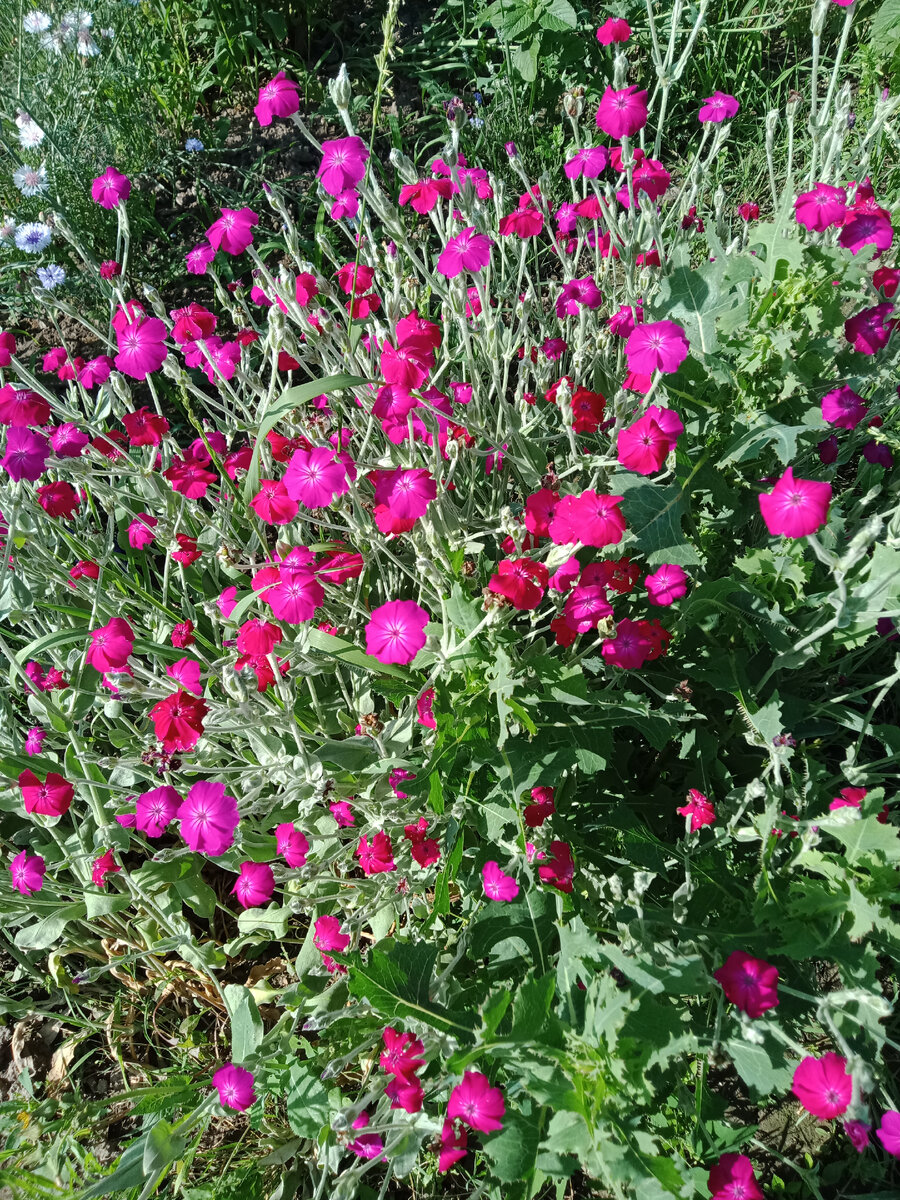 Фото  автора.