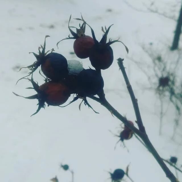 Растения зимой. Шиповник.