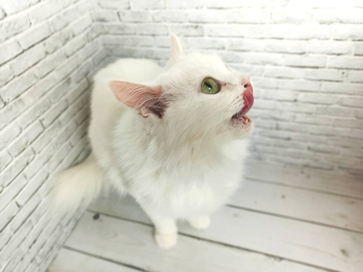 Наша кошечка