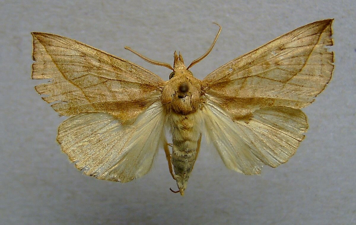 Calyptra из семейства Erebidae.