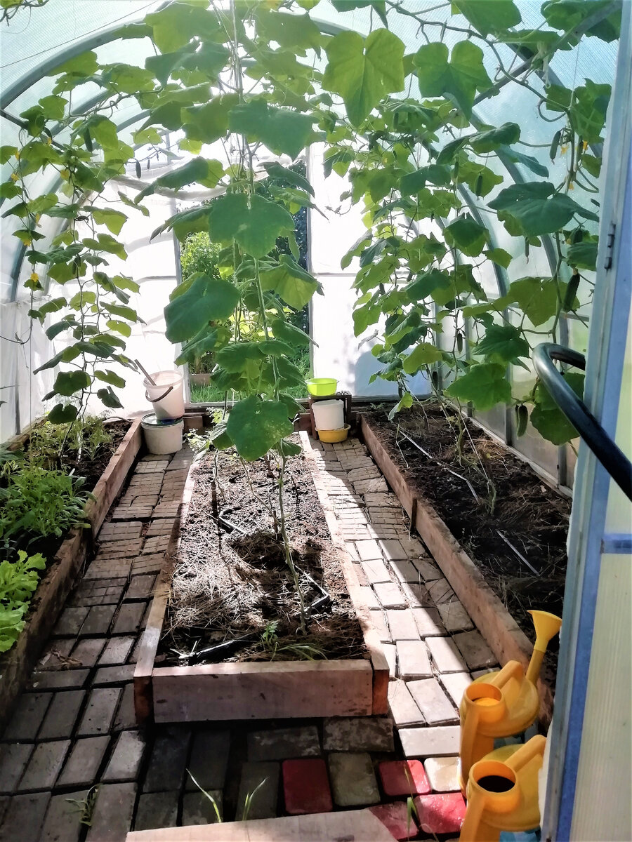 Моя теплица