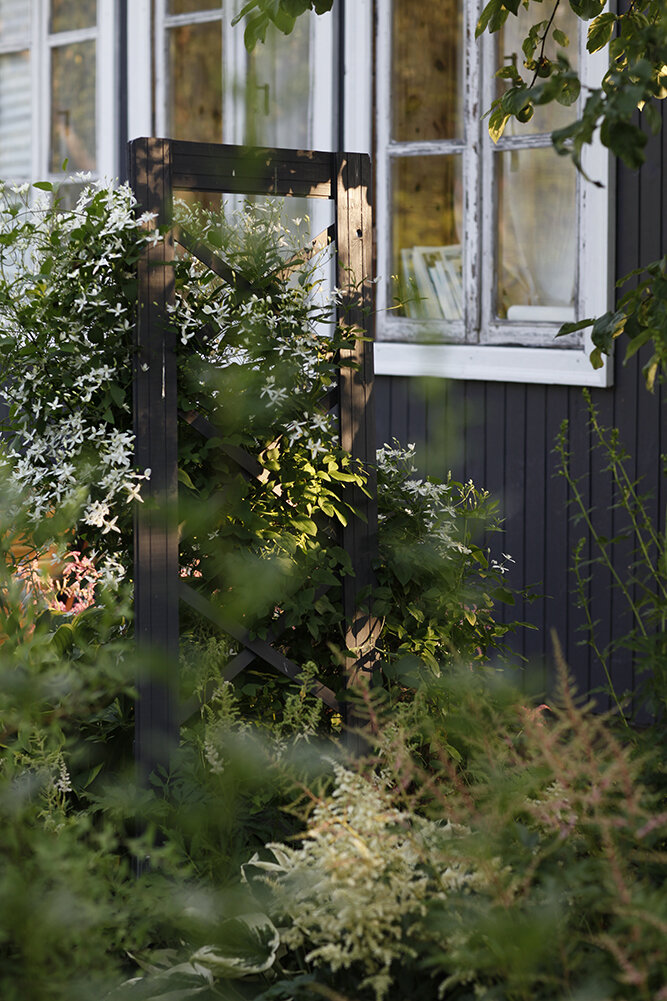 Астильба на переднем плане - засохла, увы.