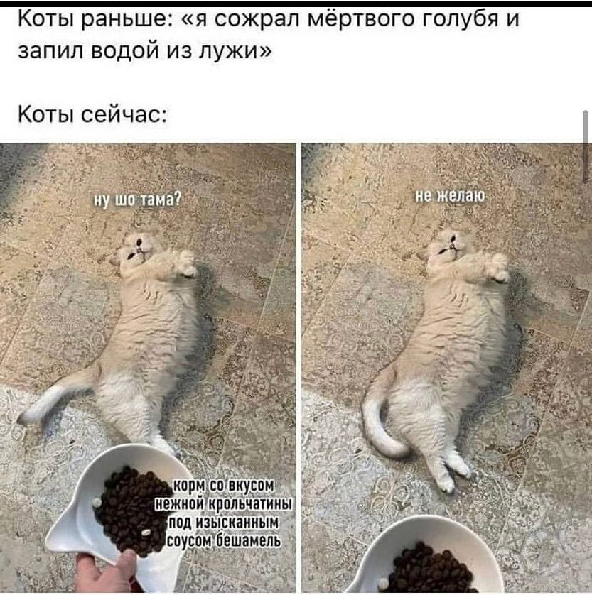 Жизнь раньше. Коты раньше коты сейчас. Кот не желаю. Смешные картинки. Коты раньше Мем.