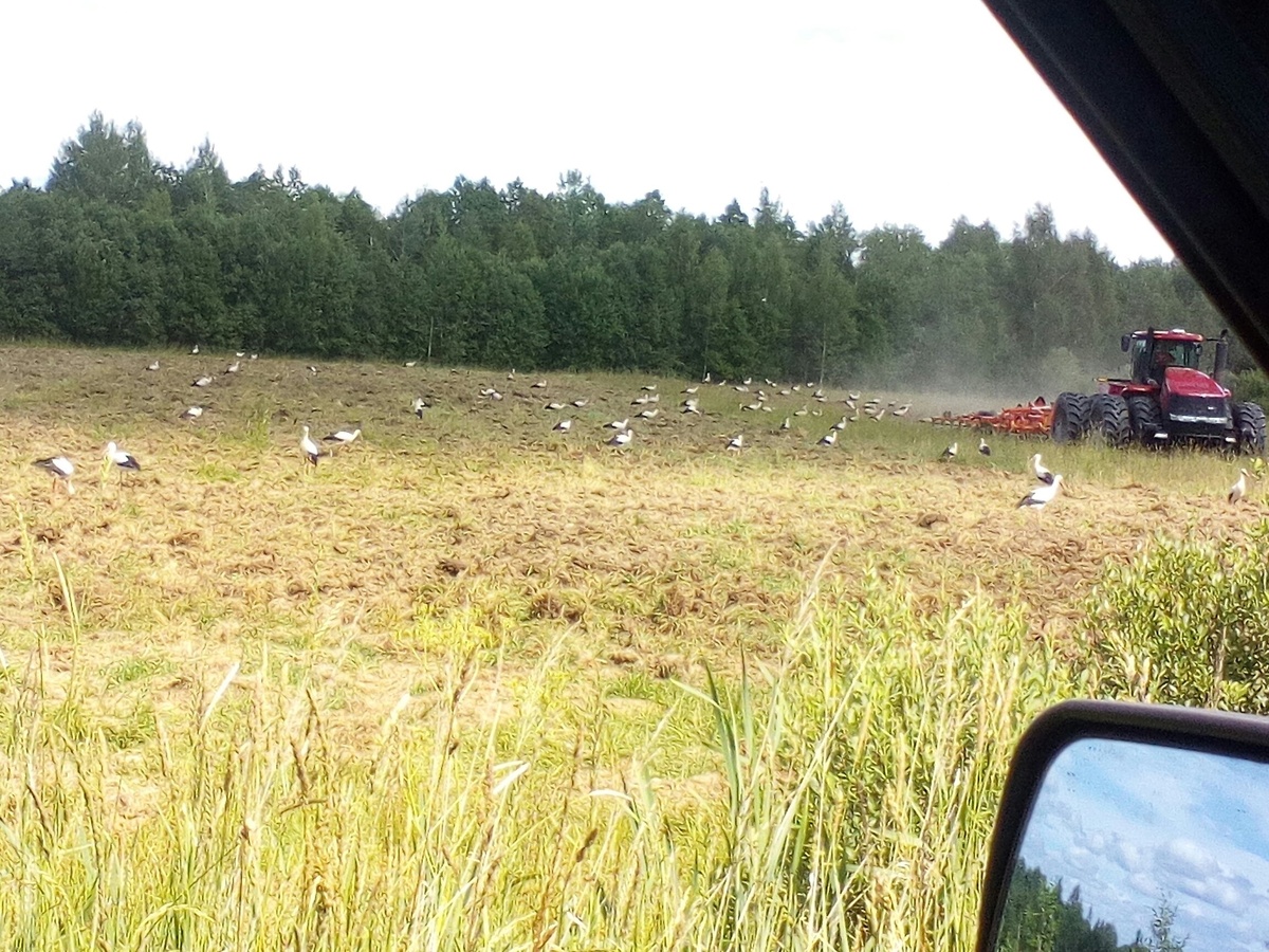 Фото автора. На вспаханное поле слетелись аисты со всей округи! Я и не знала, что их столько вокруг...)))
