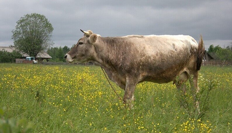 Костромская порода коров – яркий представитель крупного рогатого скота, выведенного в России.-2