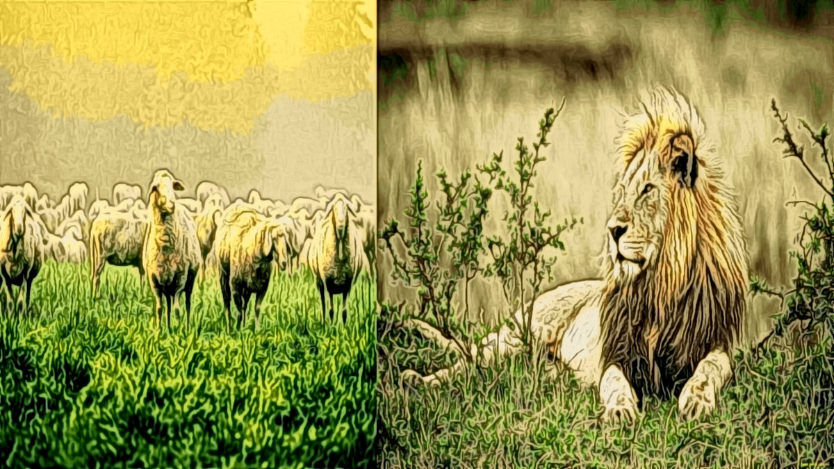Притча про льва. Лев среди овец. Притча Лев среди овец. Притча про Льва и овец. Лев и баран притча.