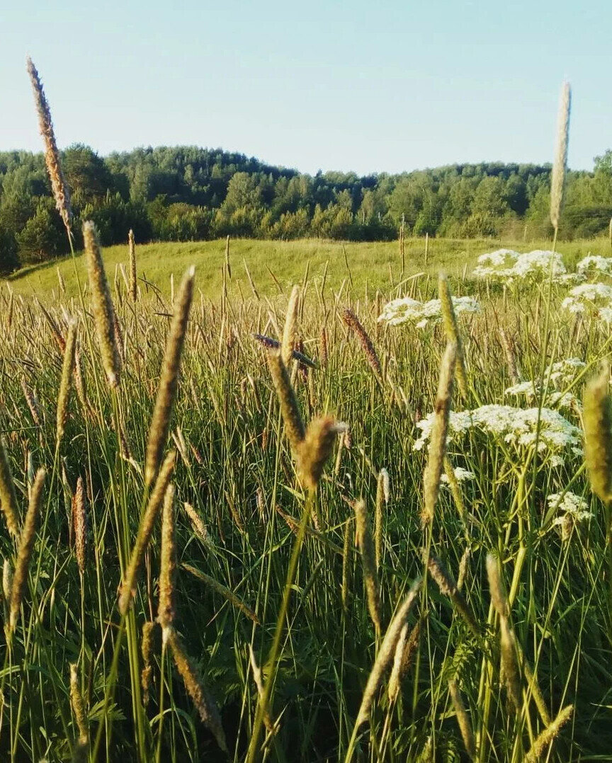 Заливные луга р.Пушма. д.Содомово. Подосиновский р-н. Кировская обл.
