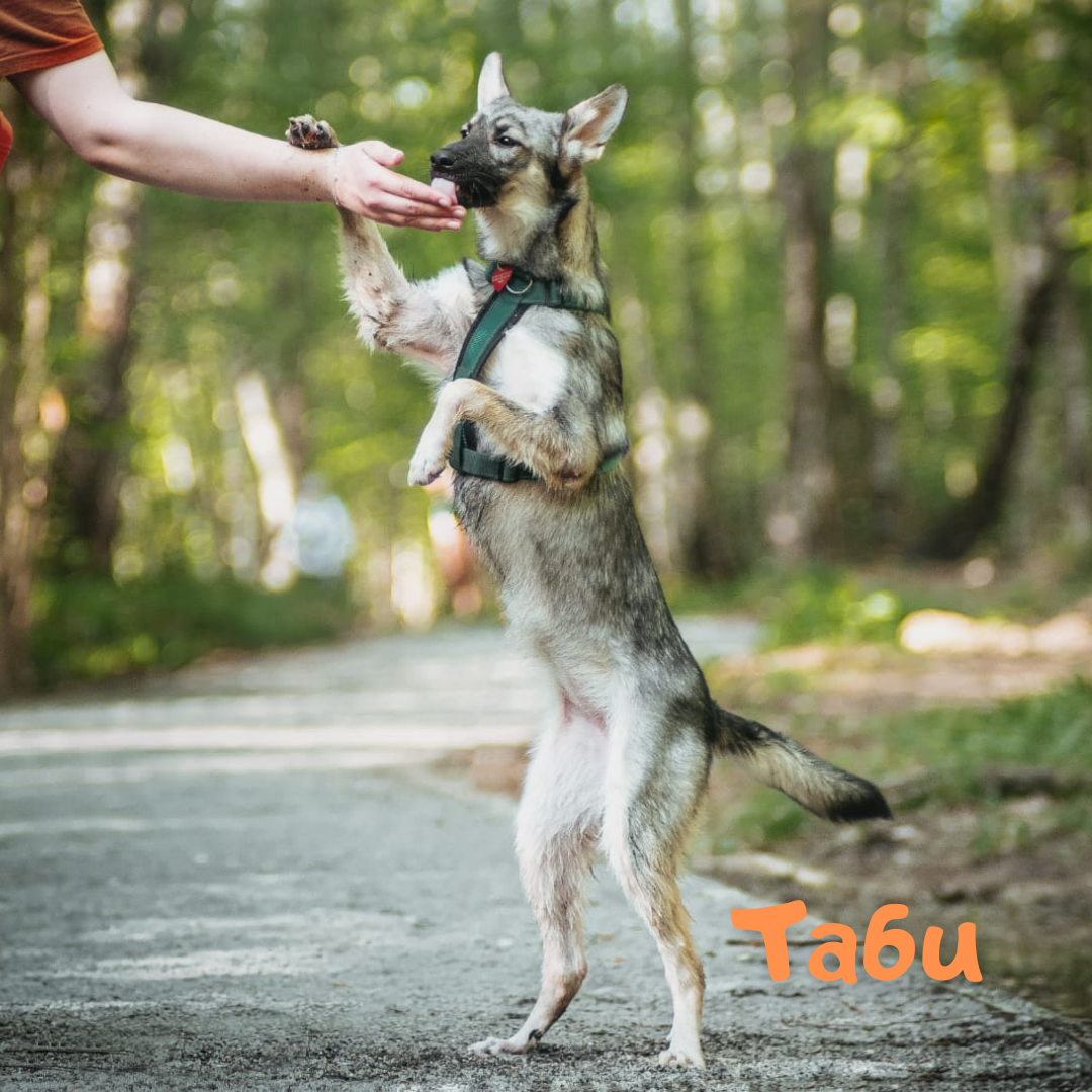 Таби, девочка, 7 месяцев