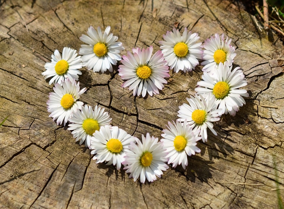 Изображение из открытого источника. Pixabay.com/ru/   