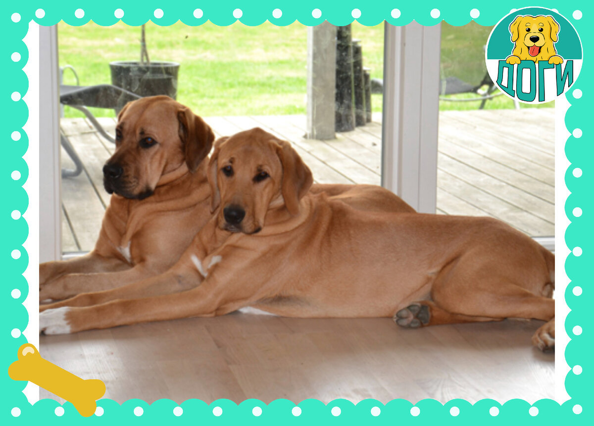 Отдых нужен всем. Фото в свободном доступе