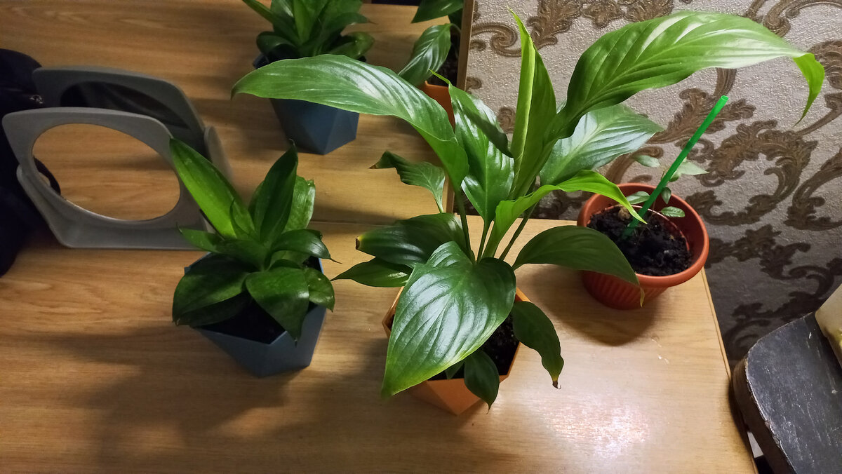 На новом месте. Фото автора 