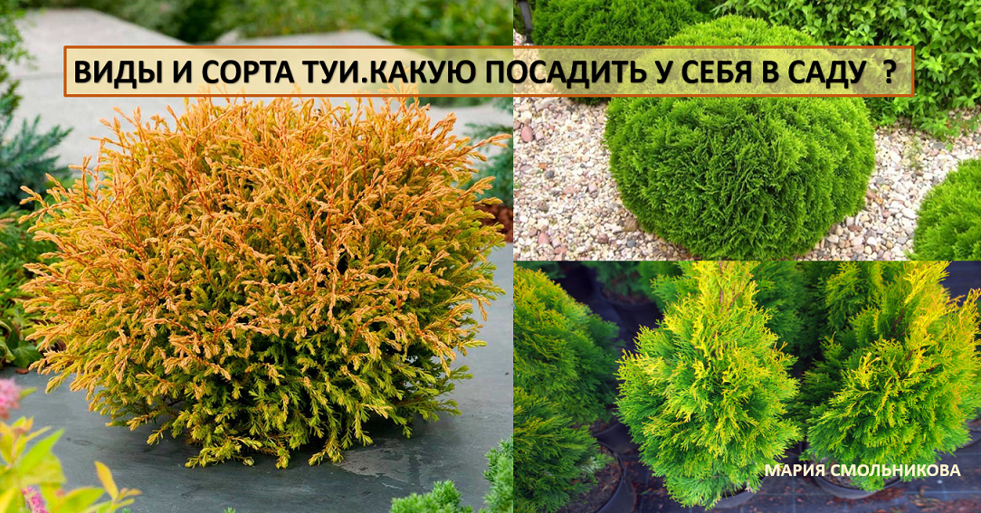 Сорт туй какие бывают. Туя Sunny Smaragd. Туя конусовидная карликовая. Туя низкорослая пирамидальная. Желтая туя Рейнгольд.