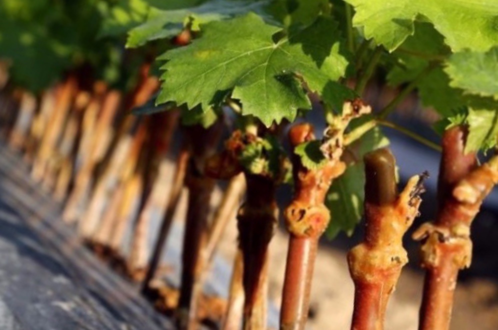Черенкование винограда