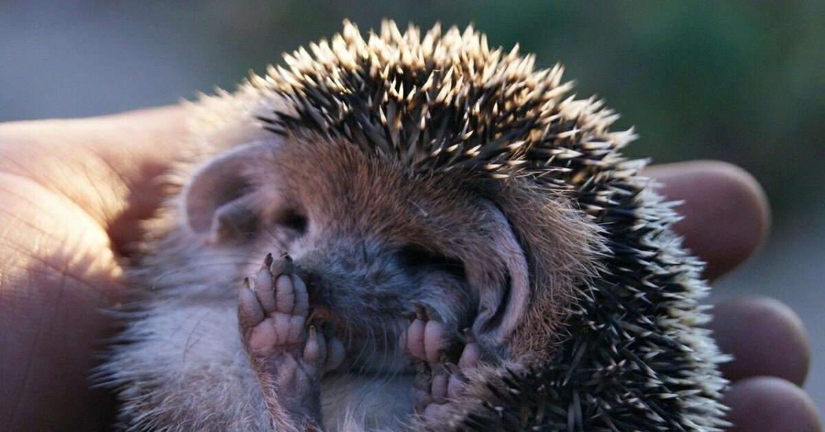 Добавьте описание