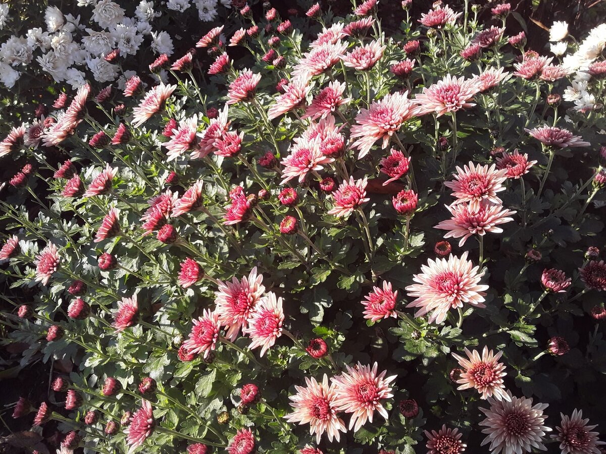 Хризантема мультифлора, сорт Branfountain Salmon