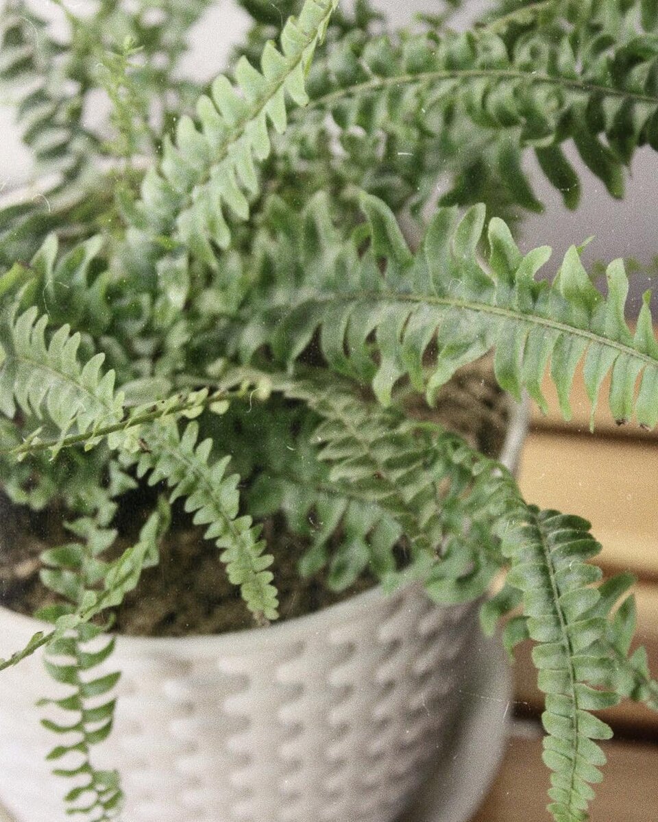 взято здесь https://yandex.ru/images/search?text=%D1%86%D0%B2%D0%B5%D1%82%D1%8B%20%D0%B2%20%D0%BF%D0%BE%D0%B4%D1%8A%D0%B5%D0%B7%D0%B4%D0%B5&from=tabbar&p=10&pos=315&rpt=simage&img_url=https%3A%2F%2Fwww.syl.ru%2Fmisc%2Fi%2Fni%2F1%2F1%2F8%2F3%2F8%2F2%2F6%2Fi%2F1183826.jpg&rlt_url=https%3A%2F%2Fja9.mychapchap.ru%2Fuploads%2Fposts%2F2020-12%2F1608959893_2.jpg&ogl_url=https%3A%2F%2Fwww.syl.ru%2Fmisc%2Fi%2Fni%2F1%2F1%2F8%2F3%2F8%2F2%2F6%2Fi%2F1183826.jpg