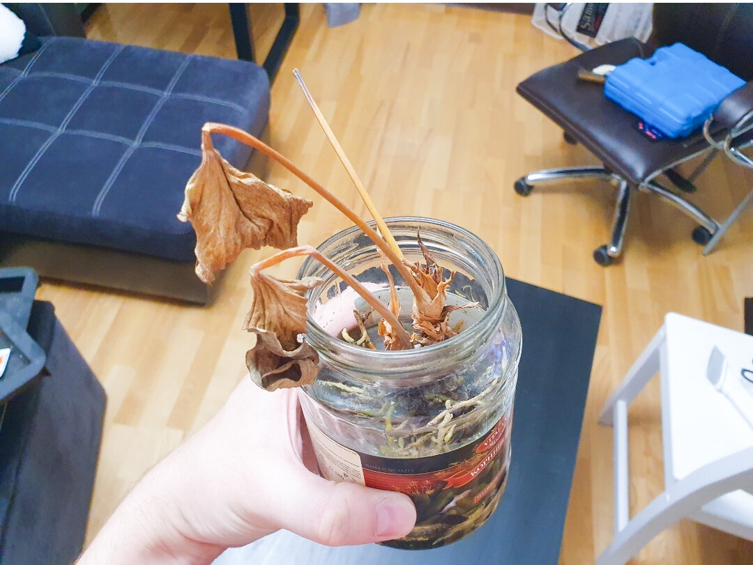 Это я уже вытащил антуриум из лечузы, но восстановиться он не смог