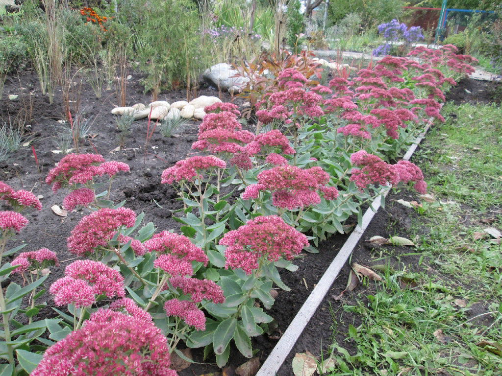 05.10.2013  ОЧИТОК  ВИДНЫЙ.  НОВАЯ КЛУМБА..