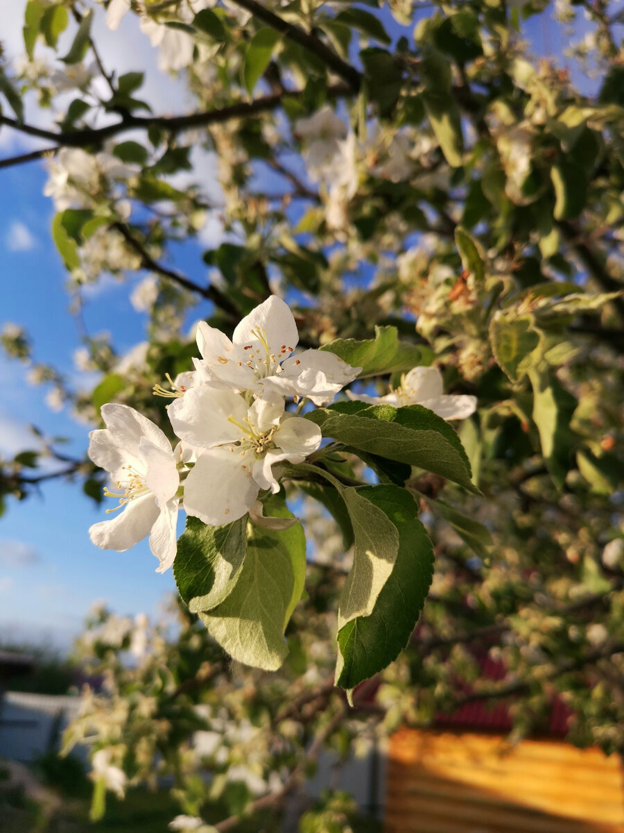 Фото автора, Антоновка цветет на малой земле. 