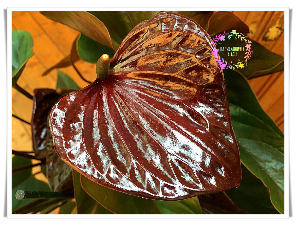 Ну, ещё бы, с такими-то цветами... Ой, вернее — покрывалами, конечно :) 