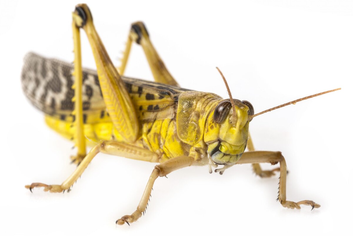 Фото: allaboutfeed.net