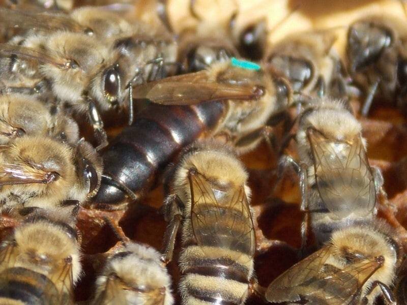 Карпатка. Фото взято из интернета. 