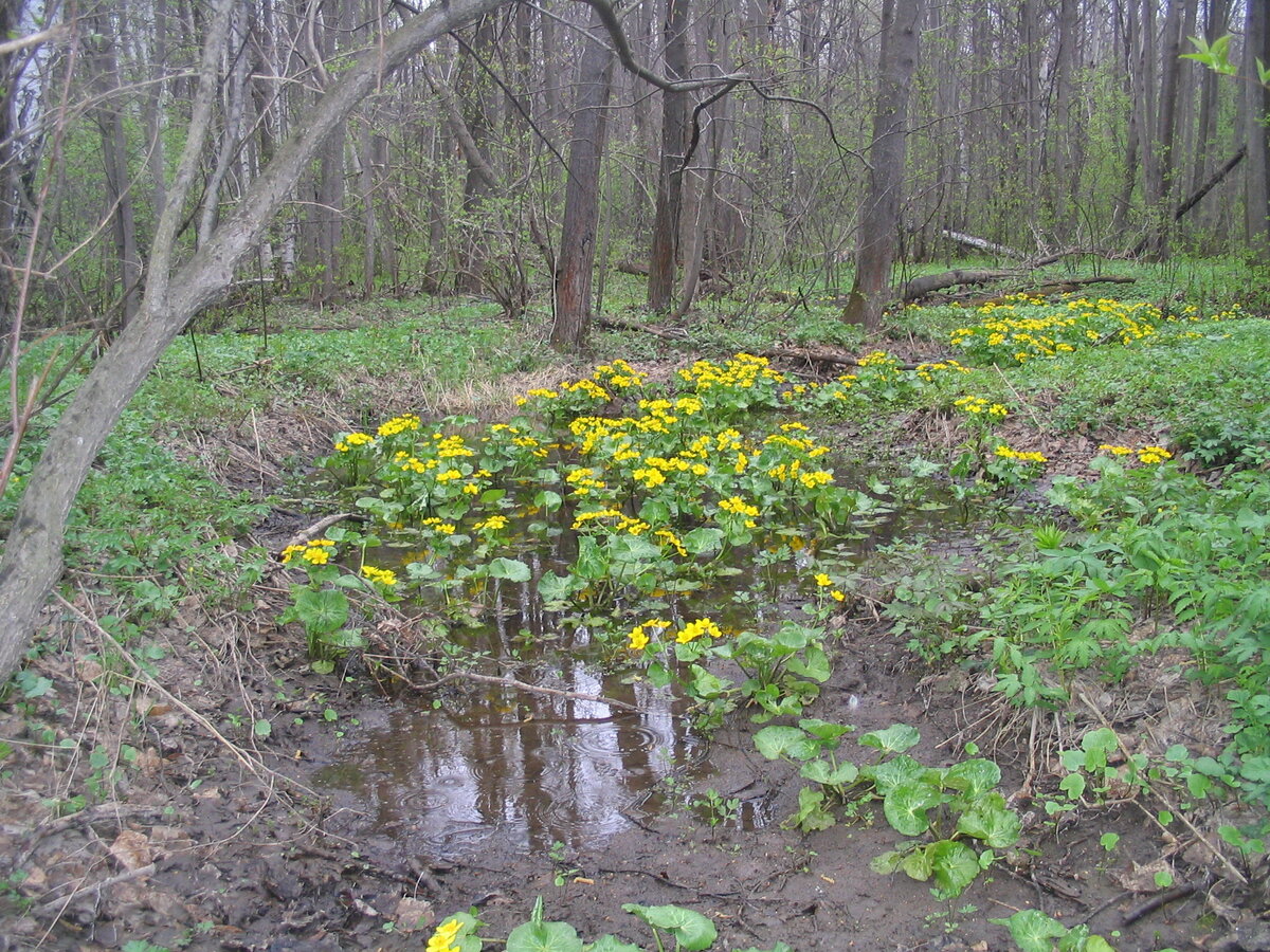 Скоро во всех лесах страны (фото И.Лебединского)