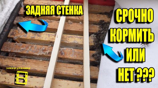 Виды кормления пчелиных семей