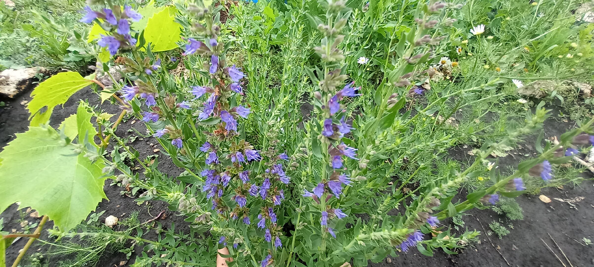 фото автора. хоть фото и не идеального качества, но видно, что в период цветения иссоп очень щедр на цветочки. здесь - начало цветения