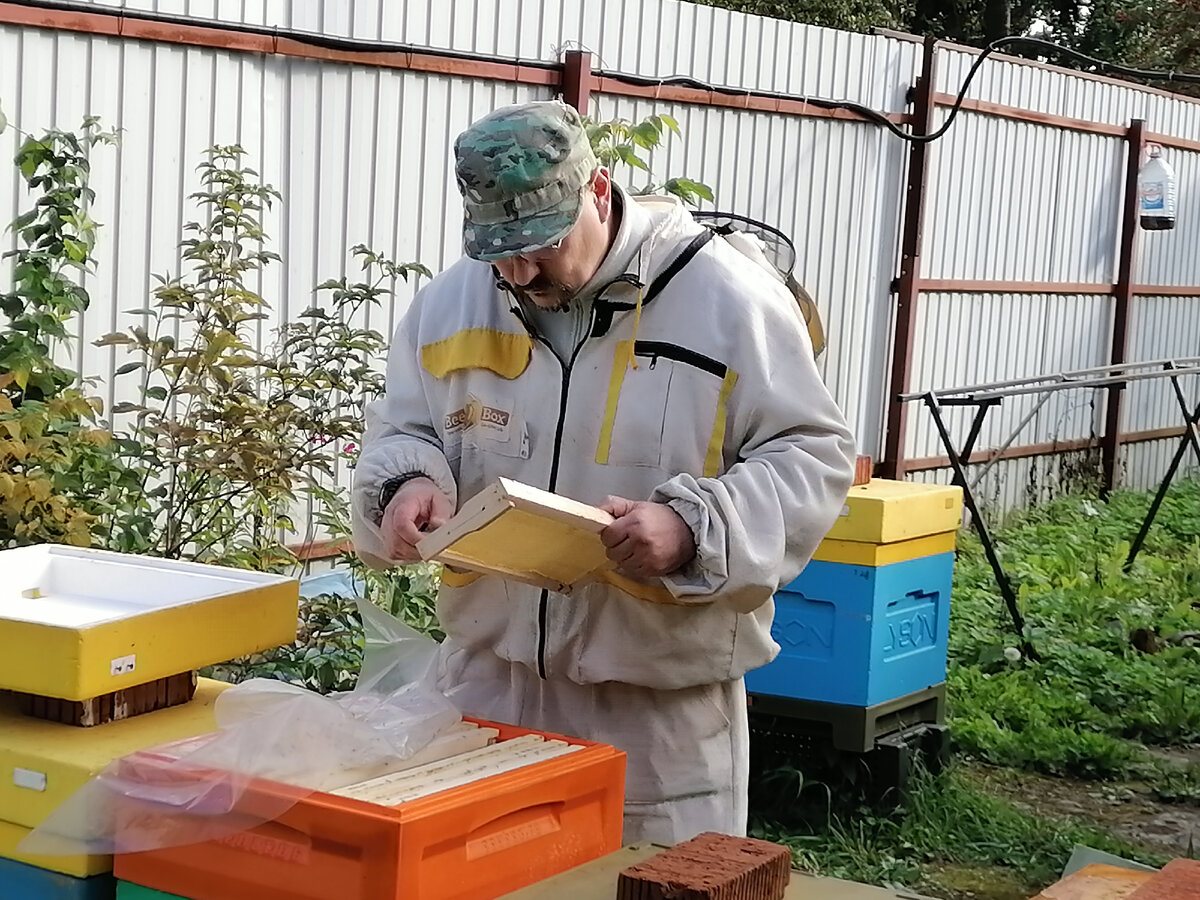 Пчёлы лучше зимуют на тёмных или светлых сотах?