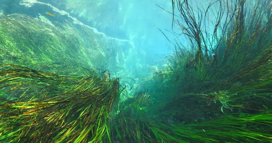 Водоросли в реке под водой