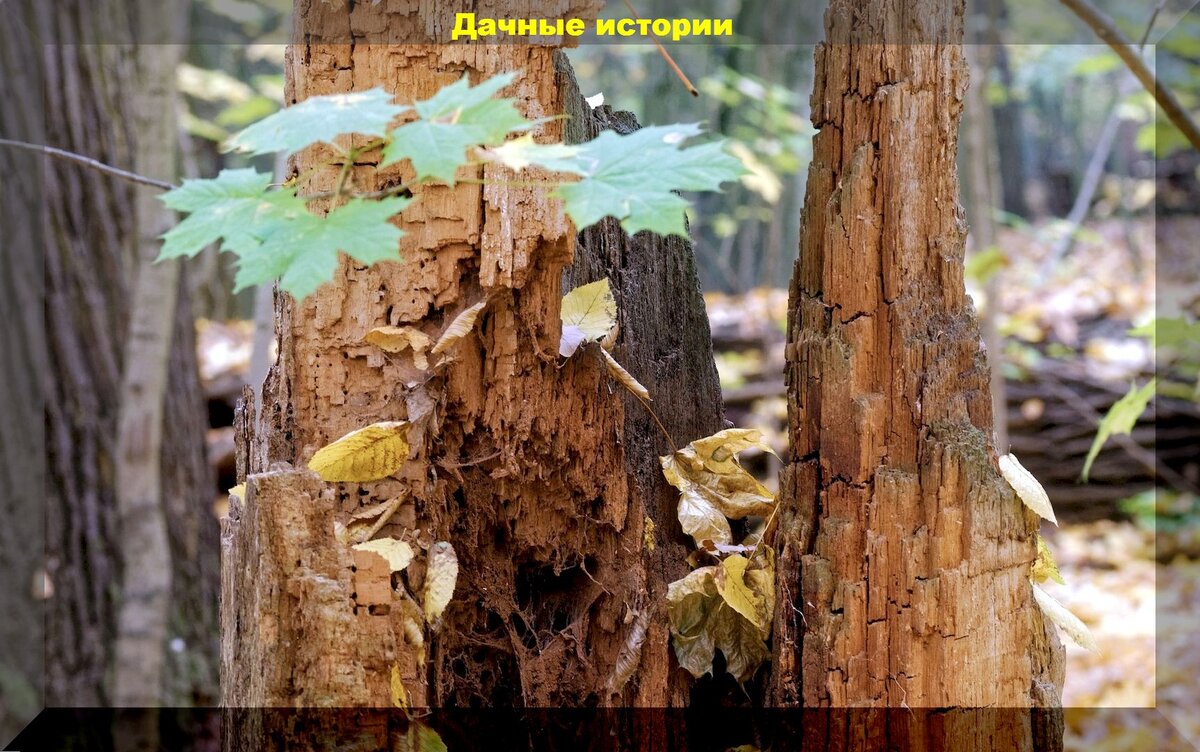 https://vk.com/photo-159774511_457251681