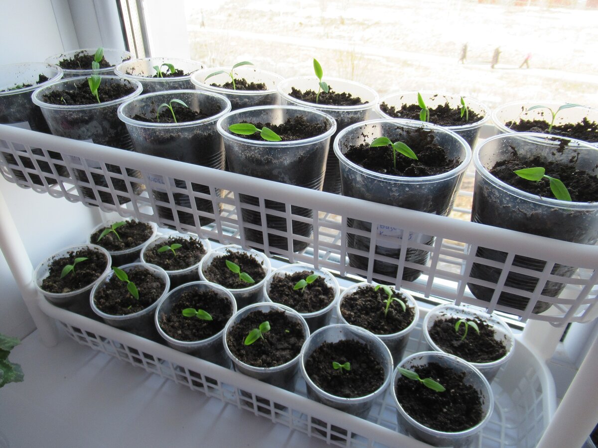 Моя рассада перца на окне