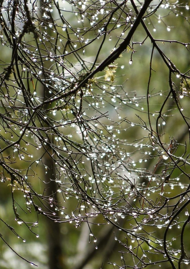 Весенний дождь