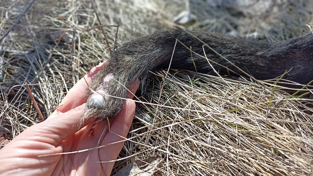 Последствия гонки за хвостом. Фото автора.
