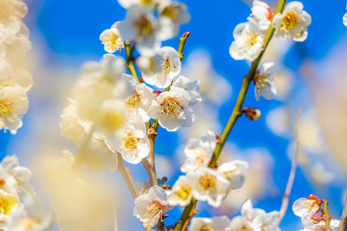 Слива (фото автора)