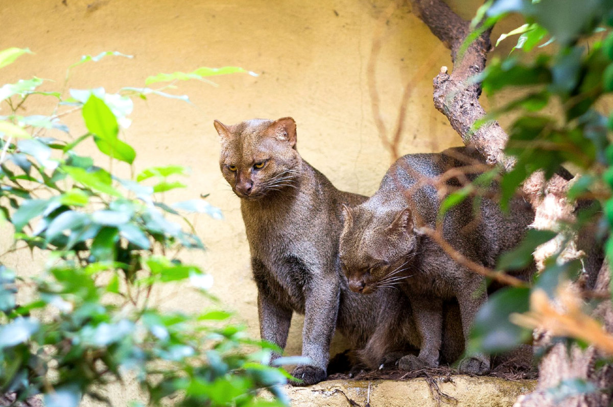 Кошачьи ягуарунди