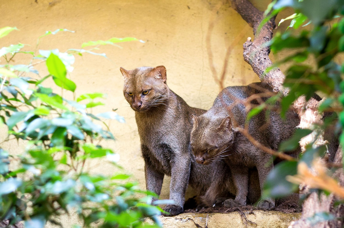 Ягуарунди кошка фото