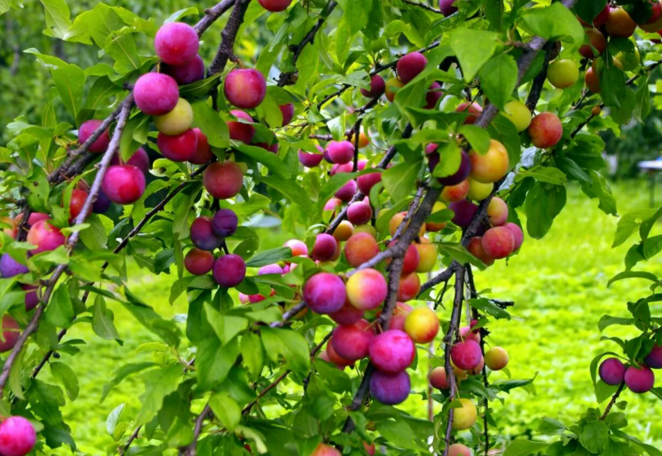 Фотография взята из источника otido.kz