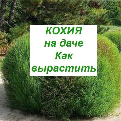 как выращивать кохию