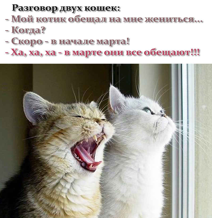 Юмор с котами картинки