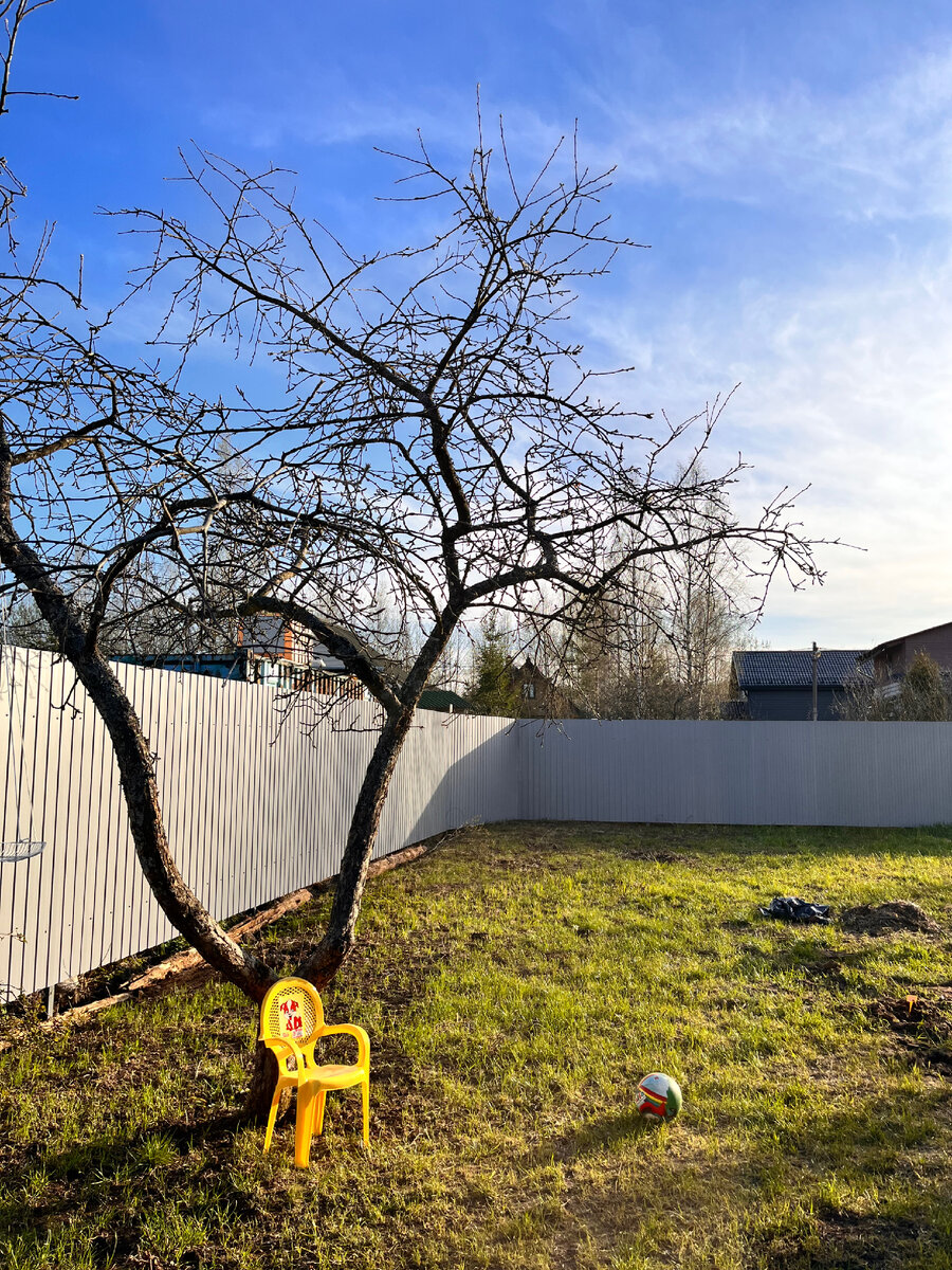 Яблонька наша в закате, которую я так и не успею побелить