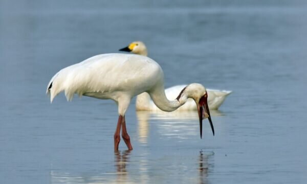    Фото: Министерство экологии, природопользования и лесного хозяйства Республики Саха (Якутия)
