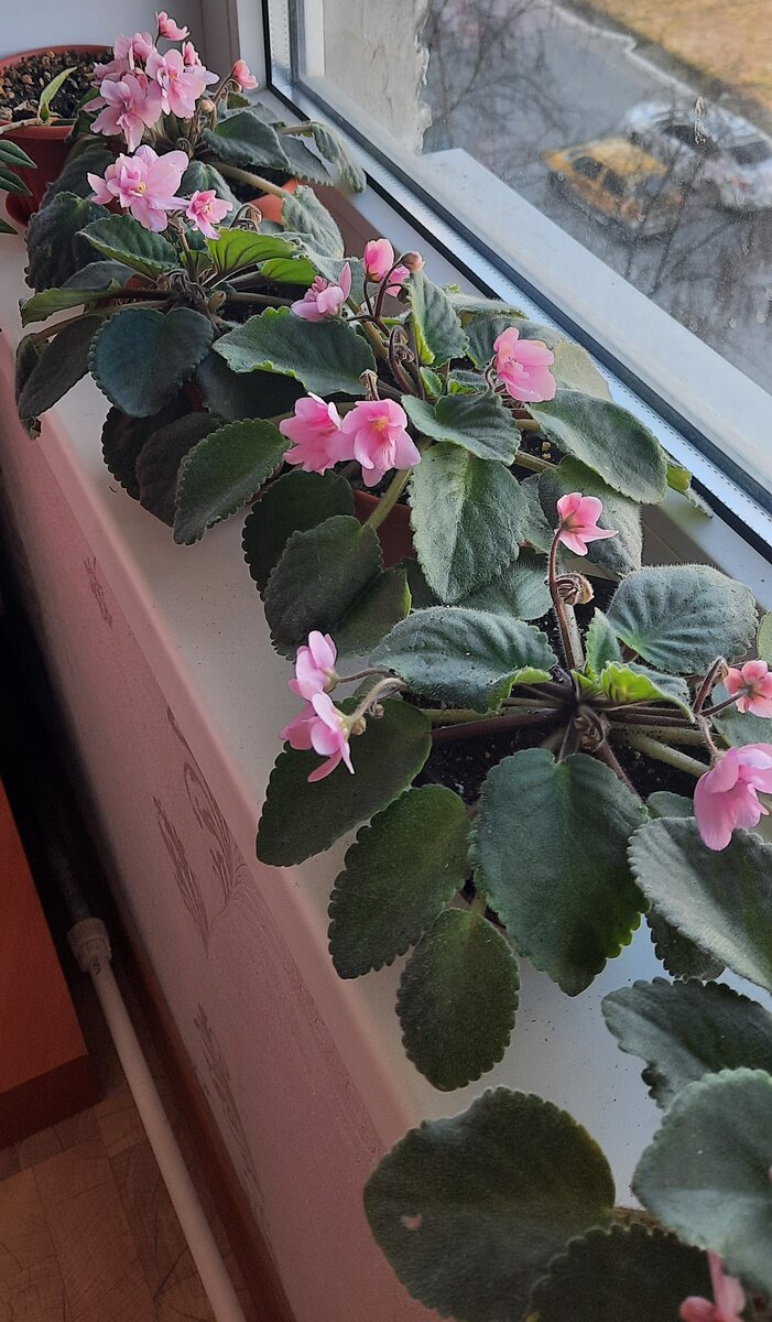 Сейчас пять горшков стоят на подоконнике. Еще есть детки и укорененные листики.